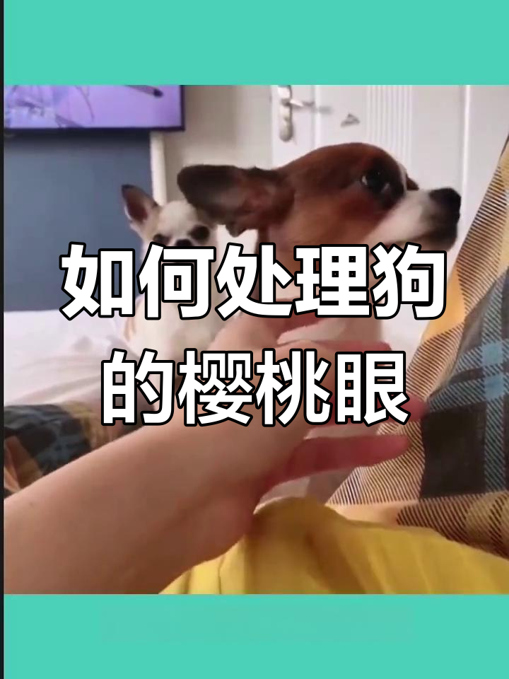 狗狗眼角息肉怎么办?樱桃眼的治疗方法与护理技巧
