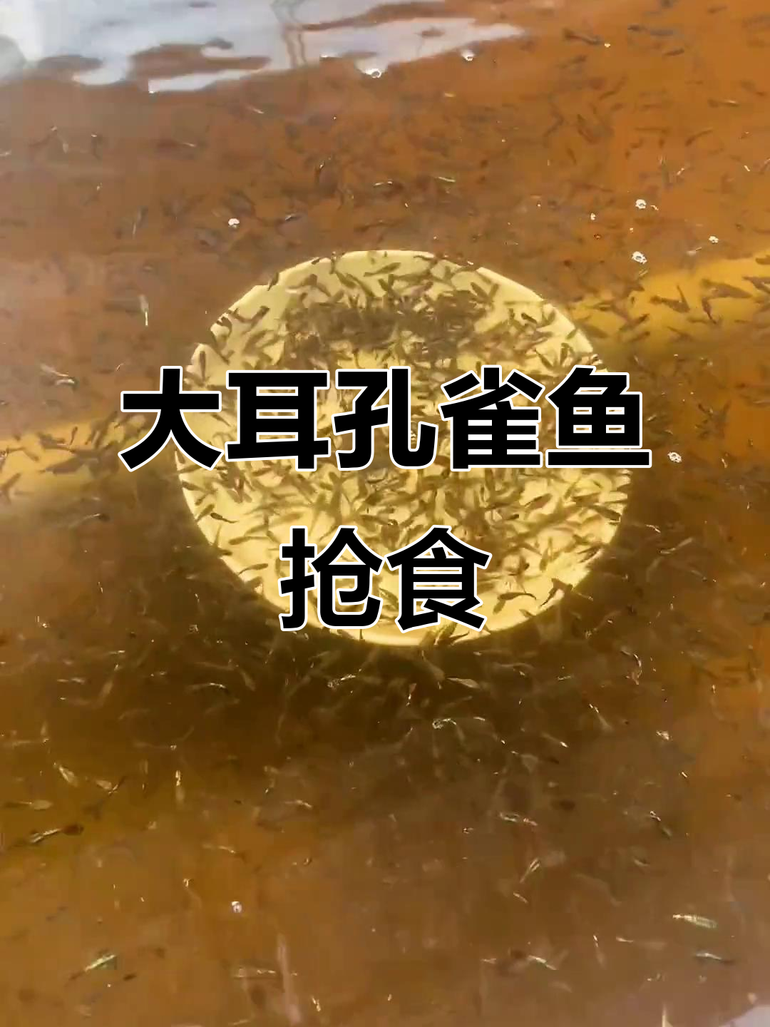 震撼渔场大耳朵孔雀鱼，吃食瞬间超有趣
