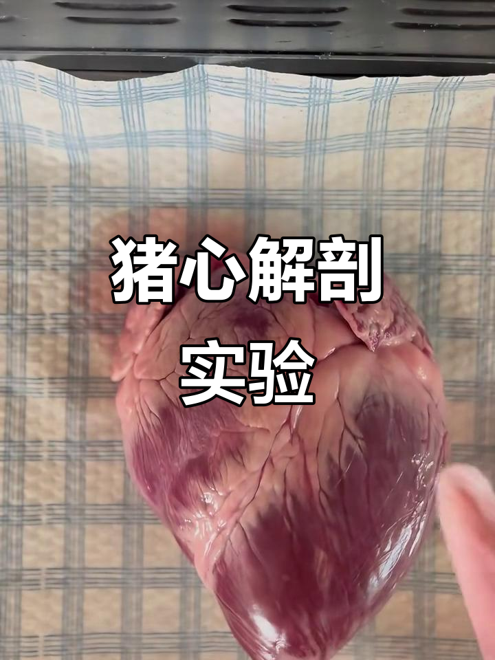 猪心解剖实验:心脏内部结构与连接关系揭秘