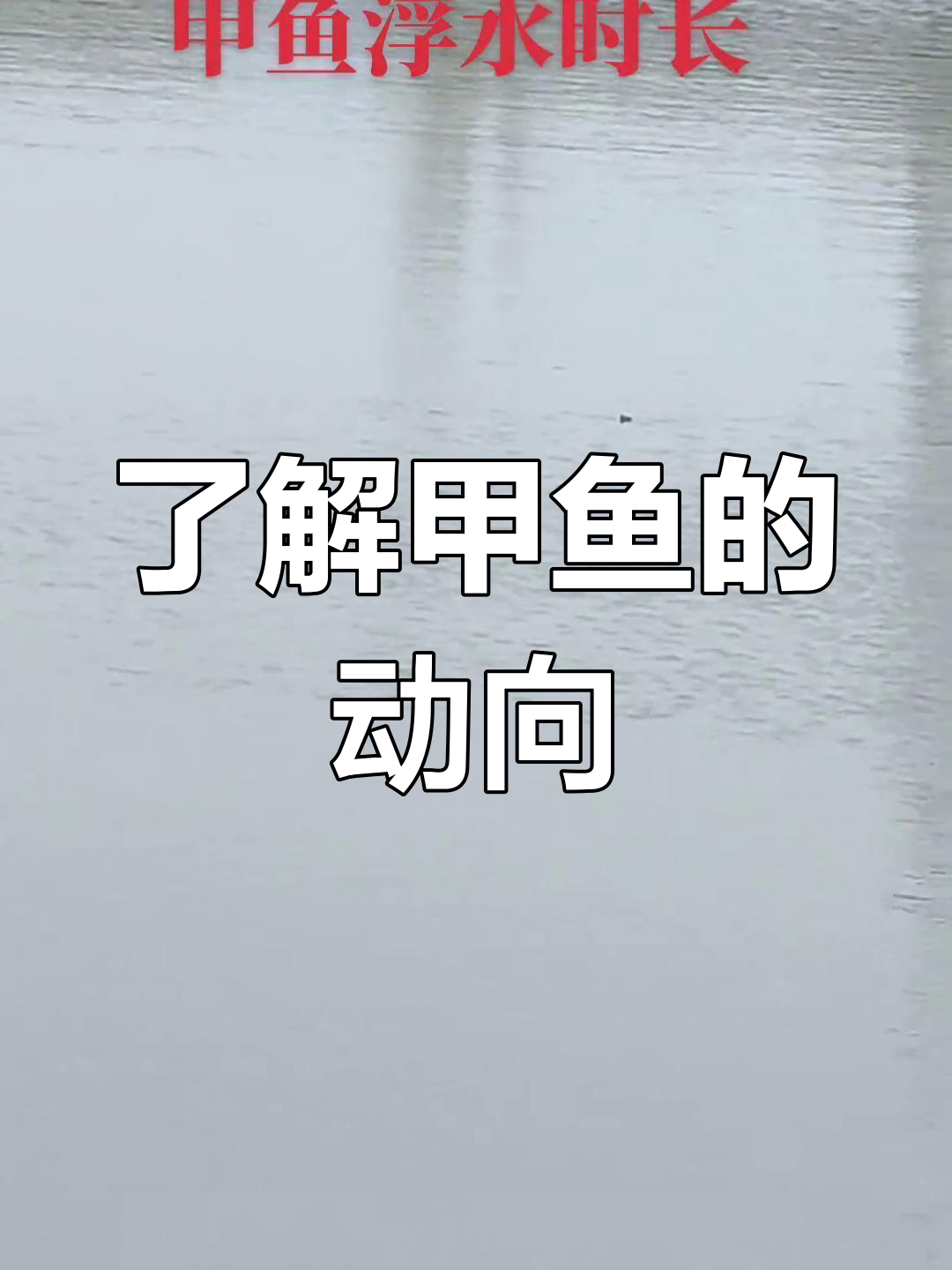 甲鱼冒头习性揭秘:3月春季的动态变化