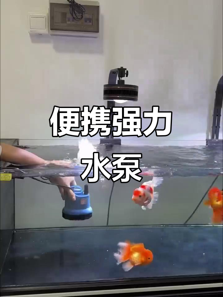 小巧潜水泵,强劲吸力让鱼缸清洁更轻松