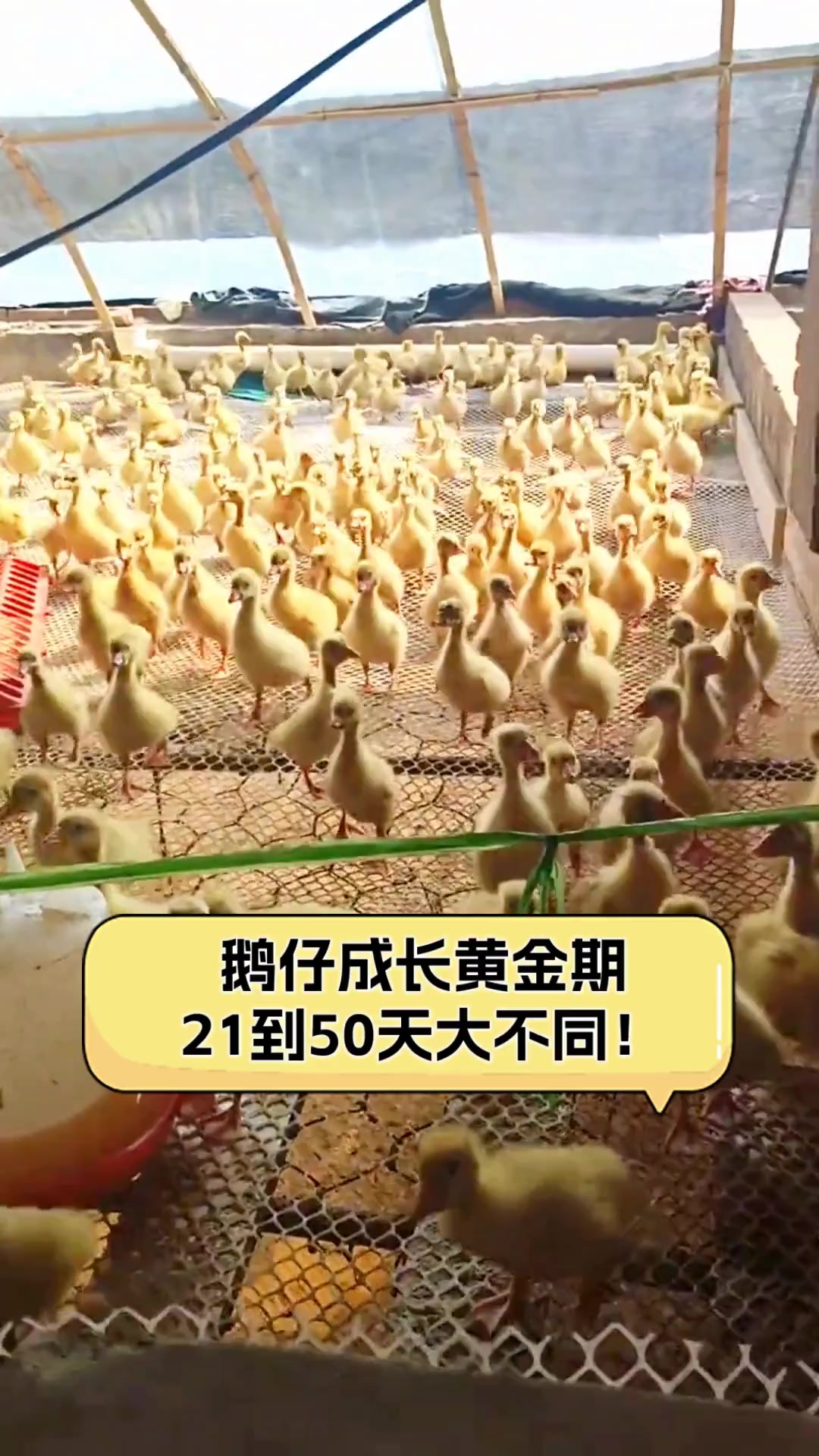 鹅仔成长黄金期,21到50天大不同!