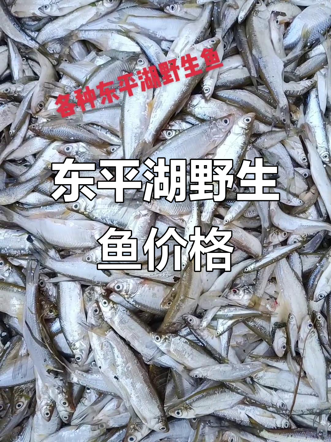 东北湖野生鱼大揭秘：各种美味鱼类价格一览