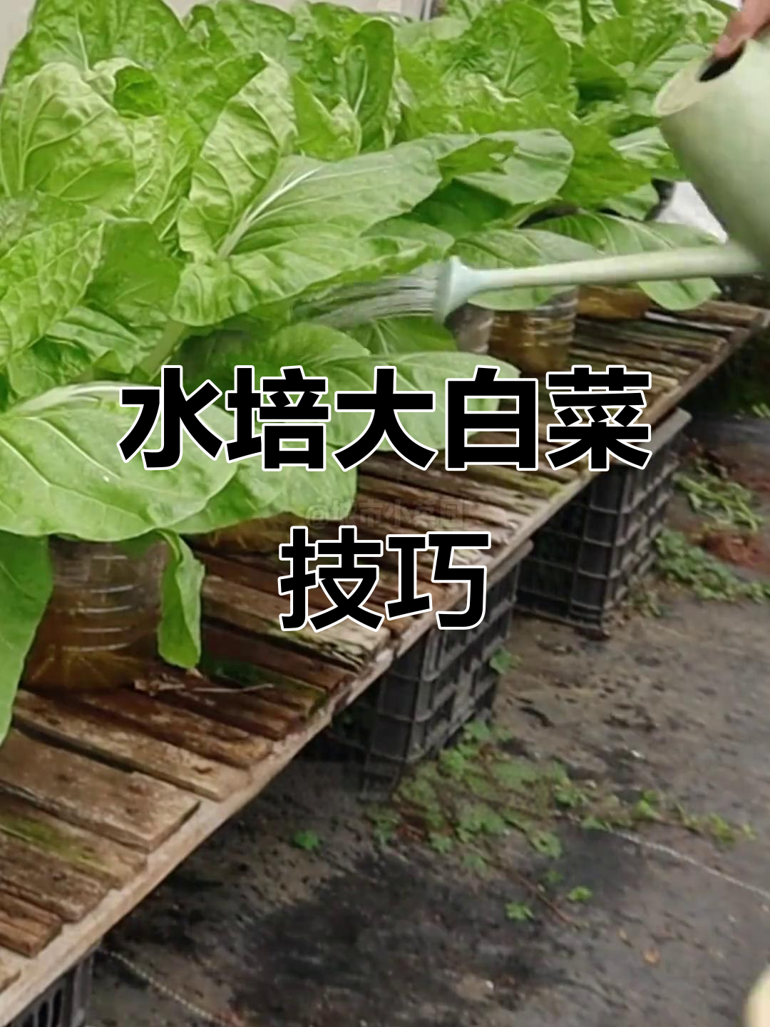 阳台水培大白菜,轻松搞定!