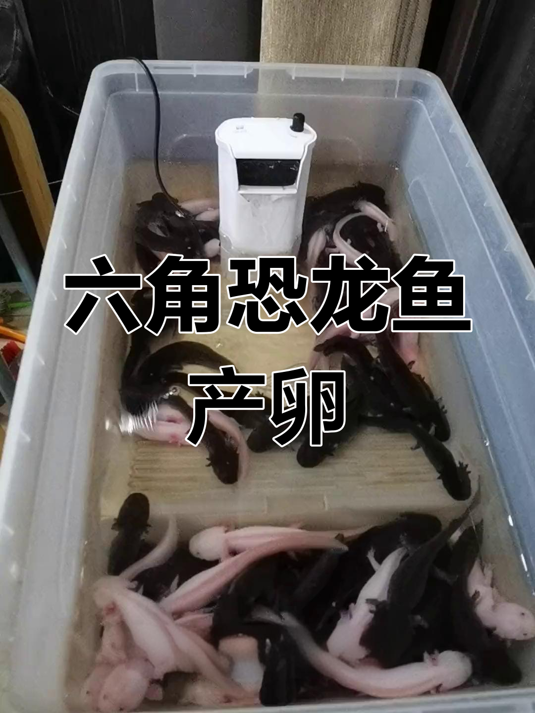六角恐龙鱼再次产卵,快来抢!