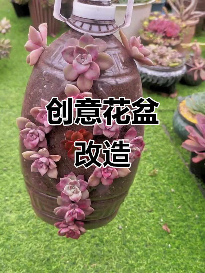 电烙铁变废为宝,瓶罐变身花盆,种菜养多肉轻松搞定!