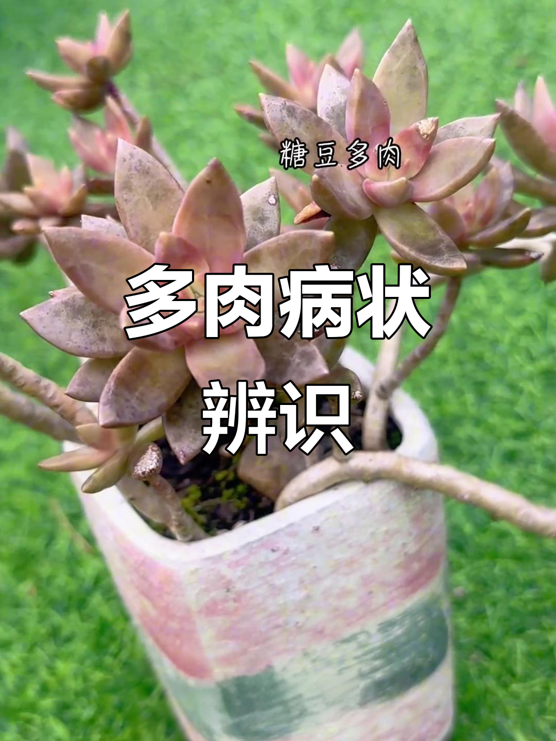 多肉植物常见病害识别与防治技巧，高手必看