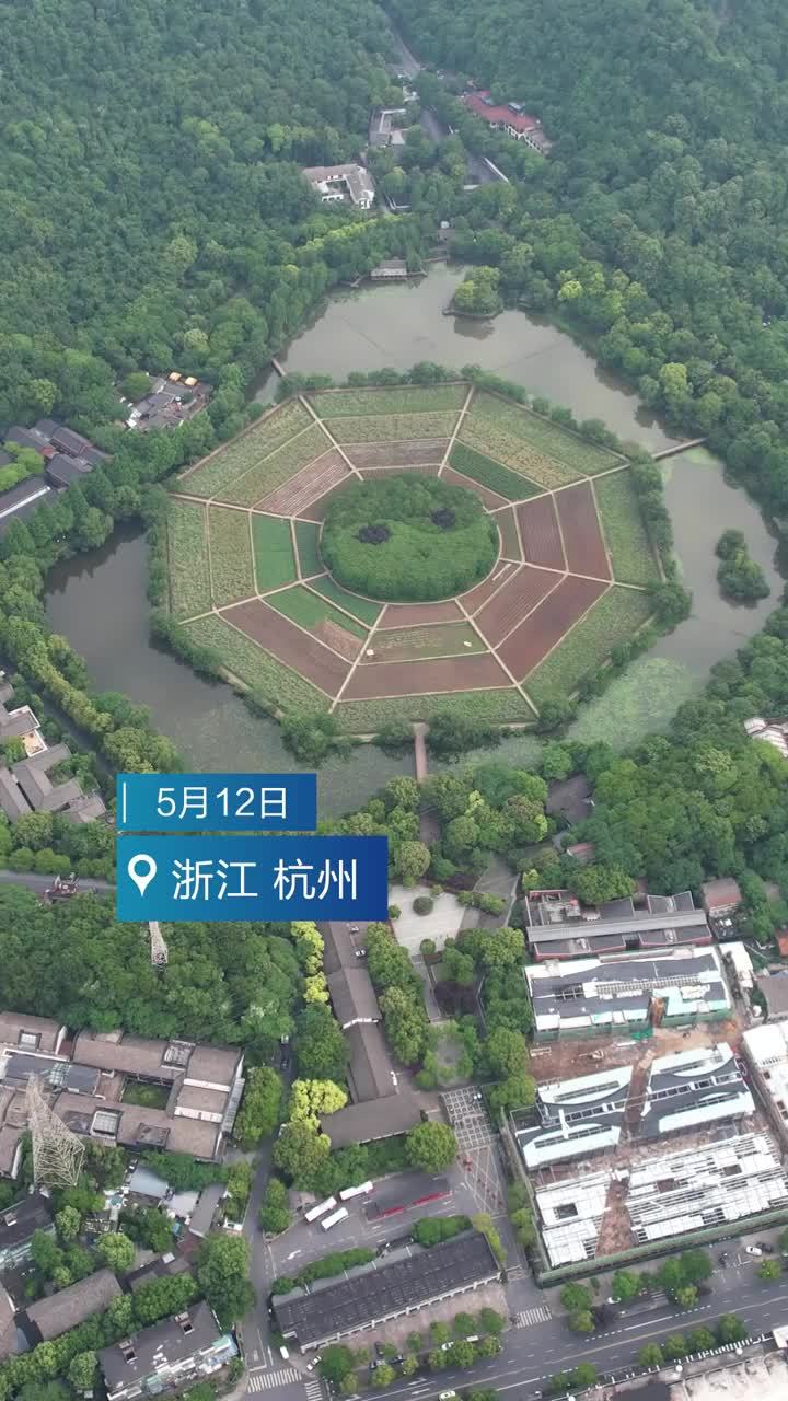 初夏油菜籽成熟 杭州八卦田成了金翅雀觅食乐园