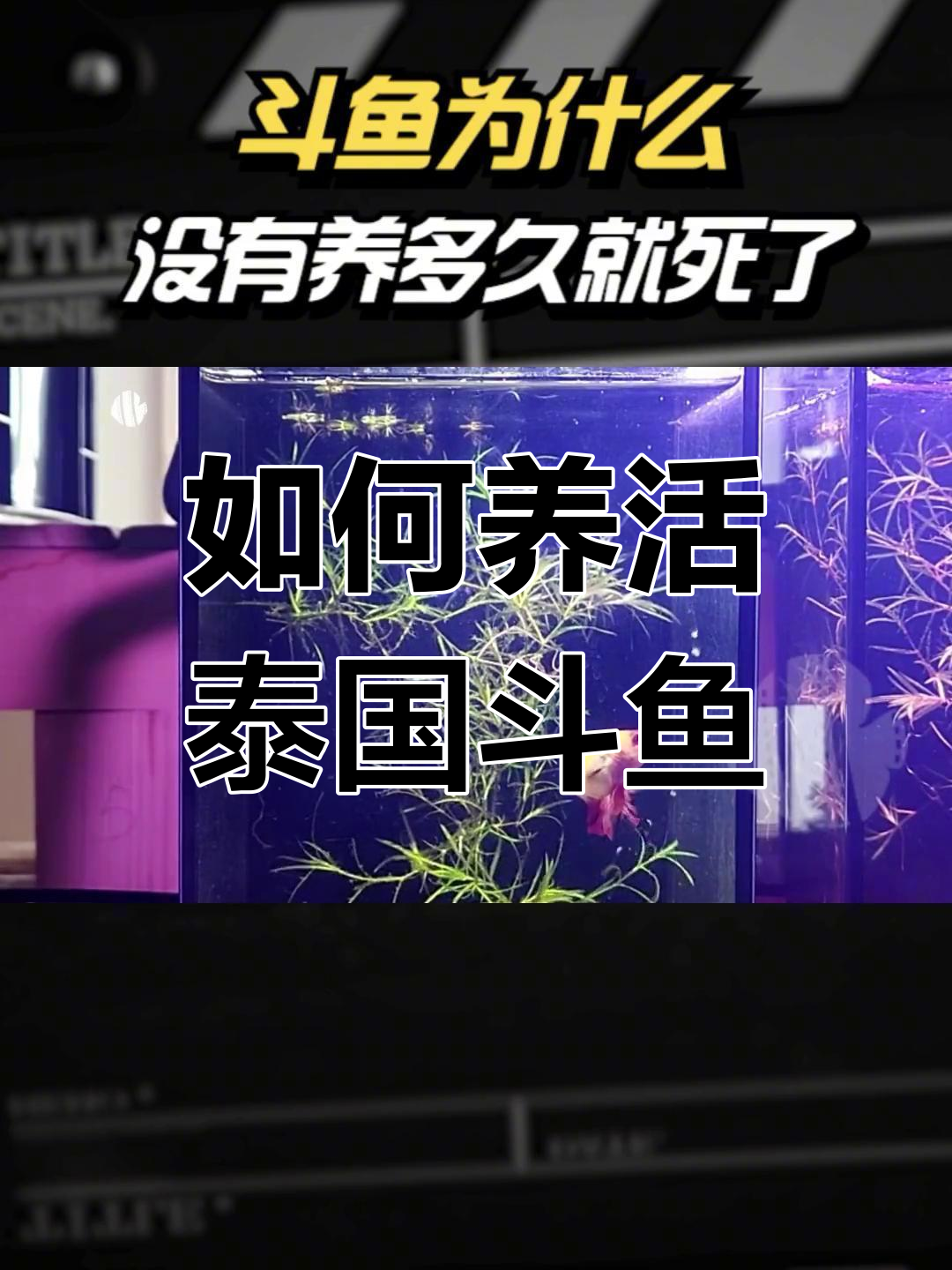 泰国斗鱼死亡原因揭秘,如何避免悲剧