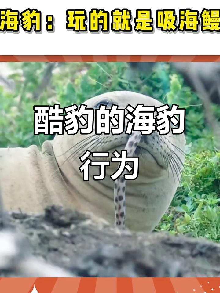 海豹模仿潜水员,把鳗鱼插进鼻孔里玩得不亦乐乎