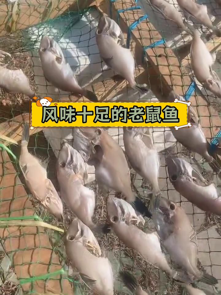 日照特产老鼠鱼,风干美味