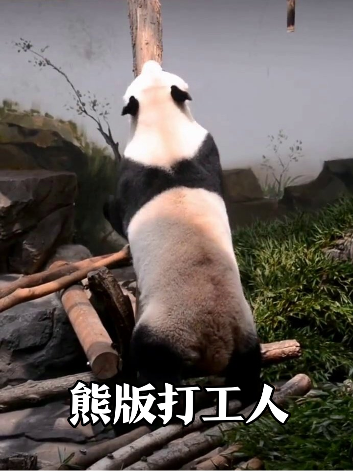 熊猫为口吃的拼了!站立扒柱够零食,炫完秒变表情包