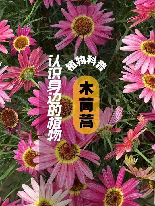 植物科普 I 木茼蒿 I 玛格丽特 木茼蒿又名玛格丽特,是菊科木茼蒿属的多年生灌木 木茼蒿