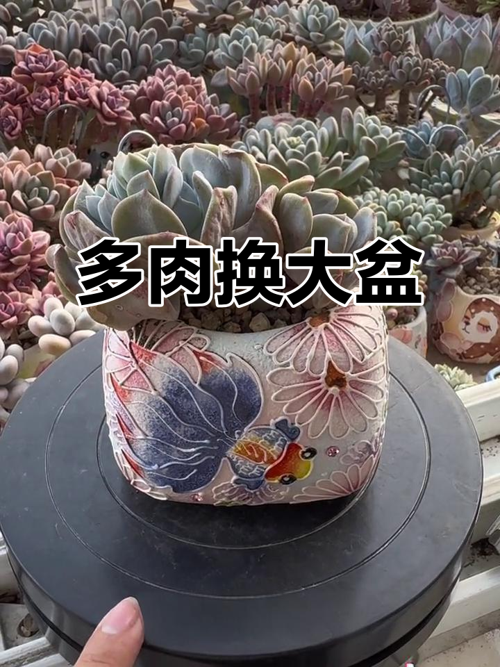 雪特多肉分头长侧芽，换盆后更美观