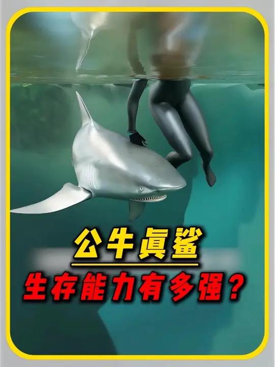 唯一能在淡水河中生存的鲨鱼——公牛真鲨