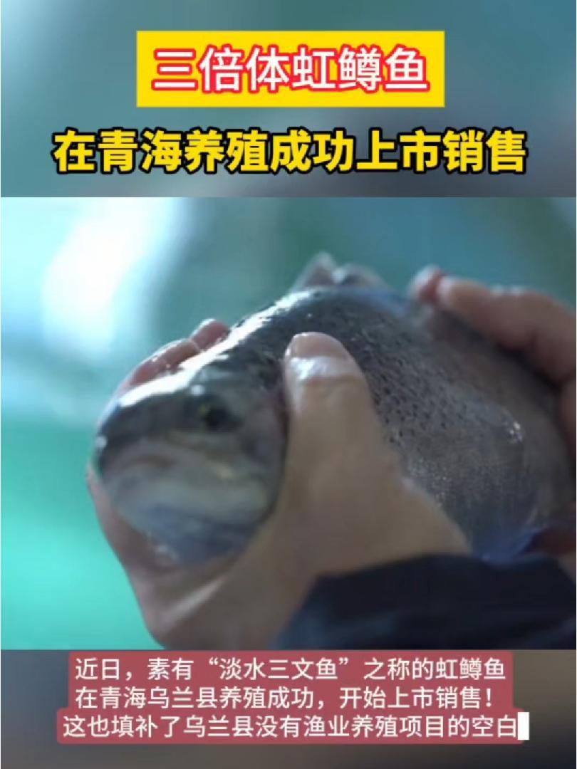 “淡水三文鱼”之称的虹鳟鱼,在青海乌兰养殖成功上市销售 虹鳟鱼 水产养殖 淡水鱼的养殖方法