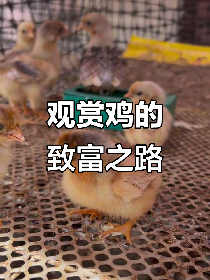 观赏鸡种蛋价格惊人,城市人纷纷追捧乡村生活
