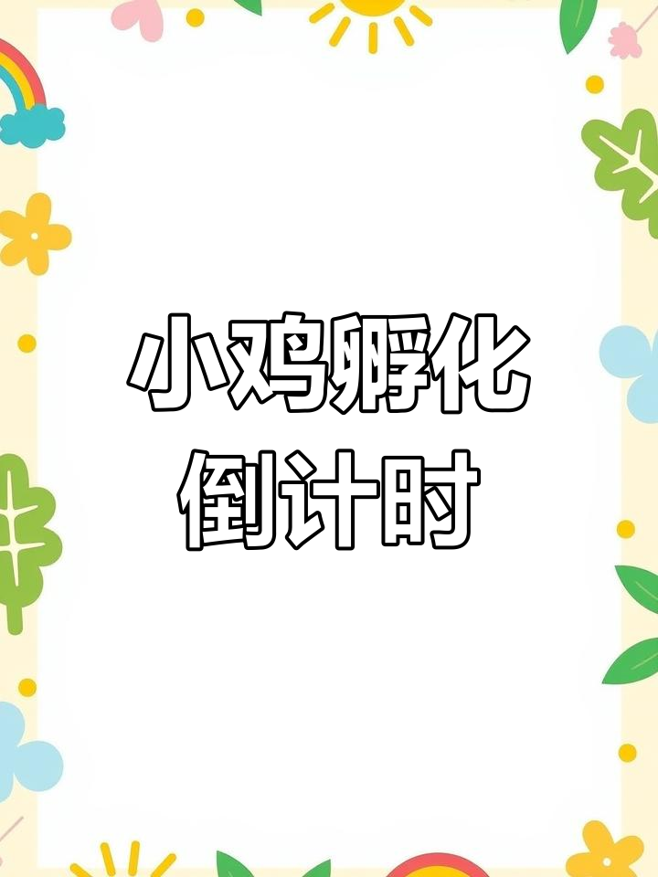 母鸡孵蛋19天,小鸡快出生了!