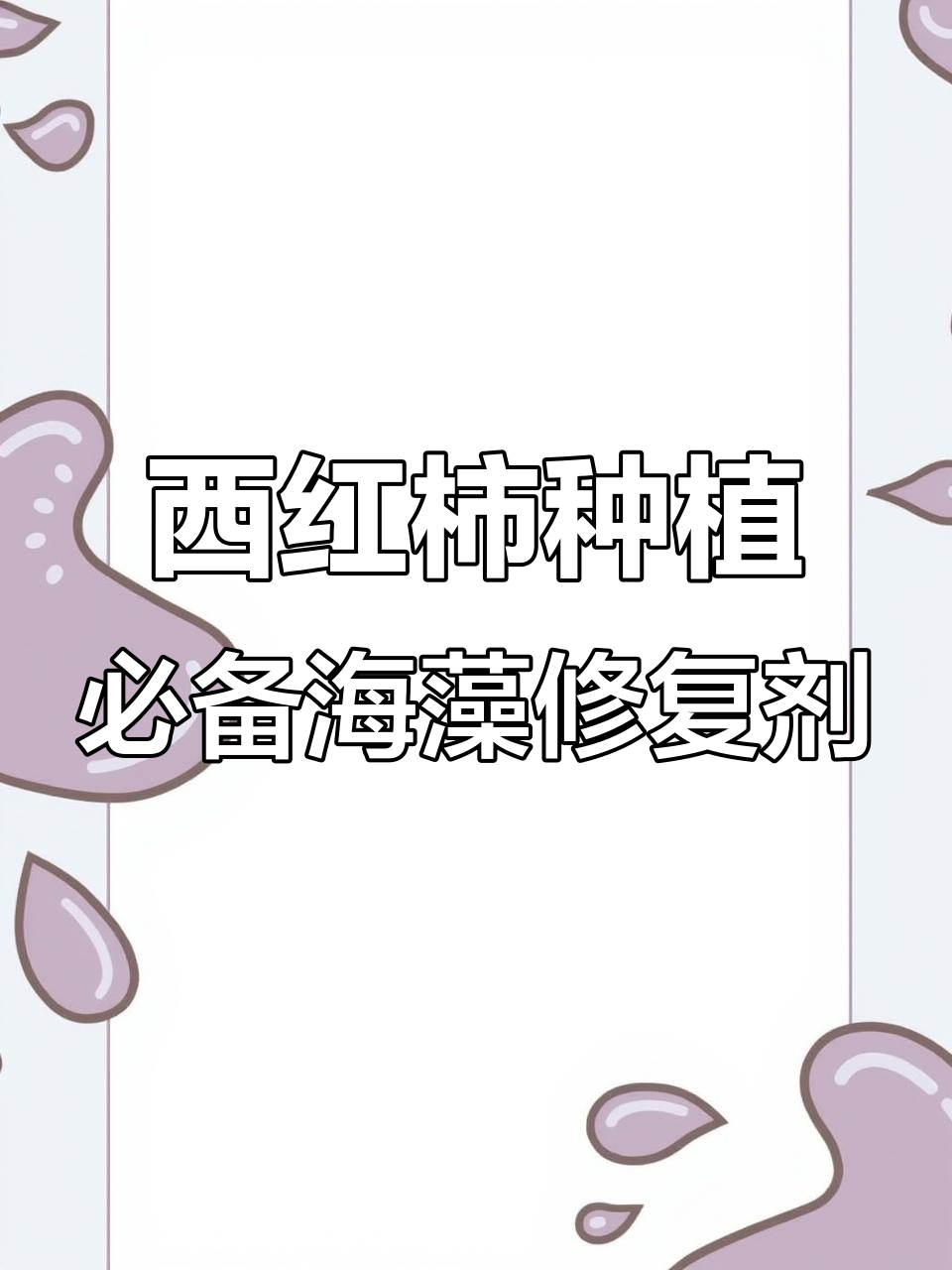海藻修复剂助力西红柿生长,提高抗逆性与光合作用