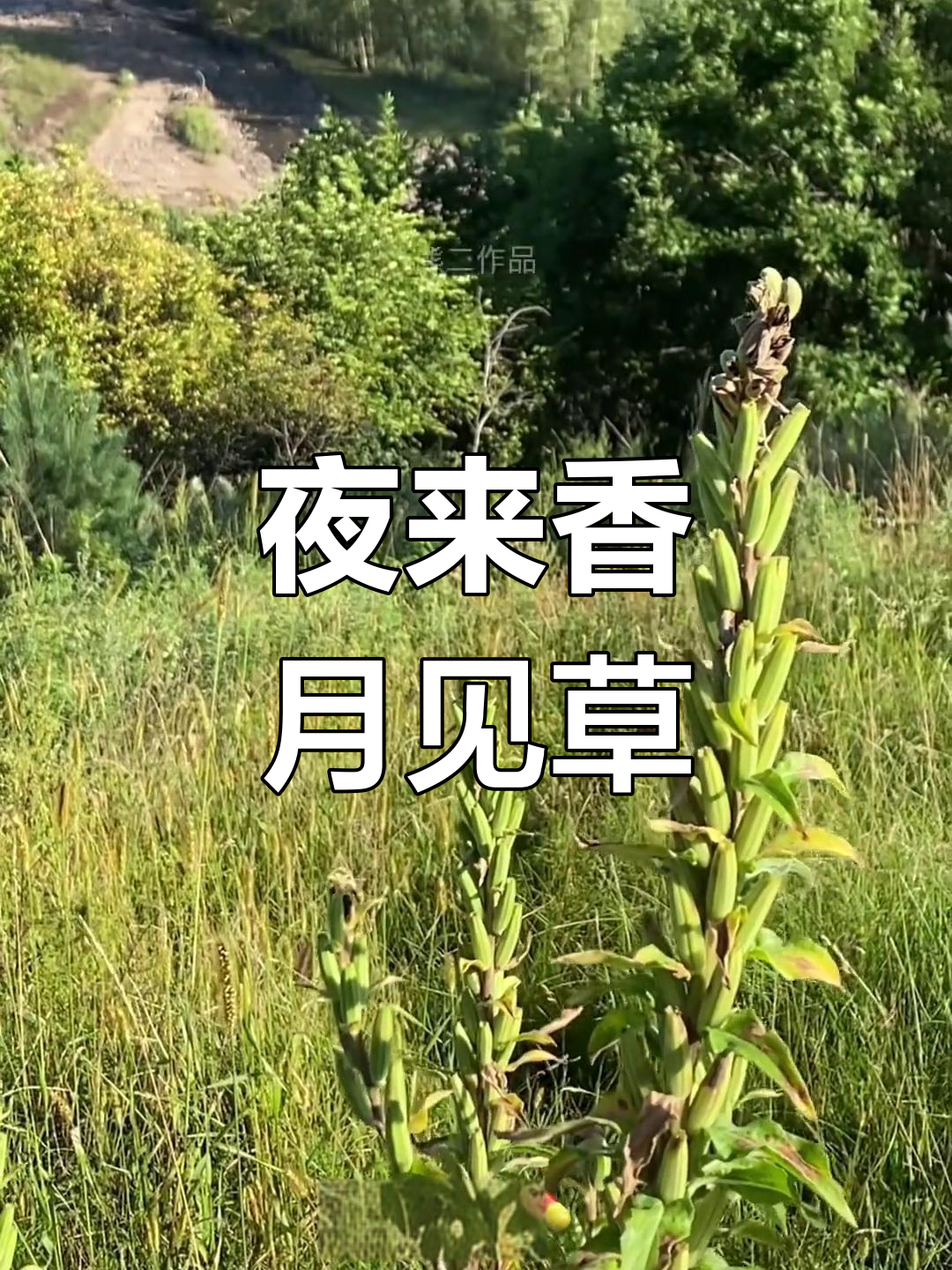 月见草:夜晚绽放的草本奇迹,种子可榨油入药
