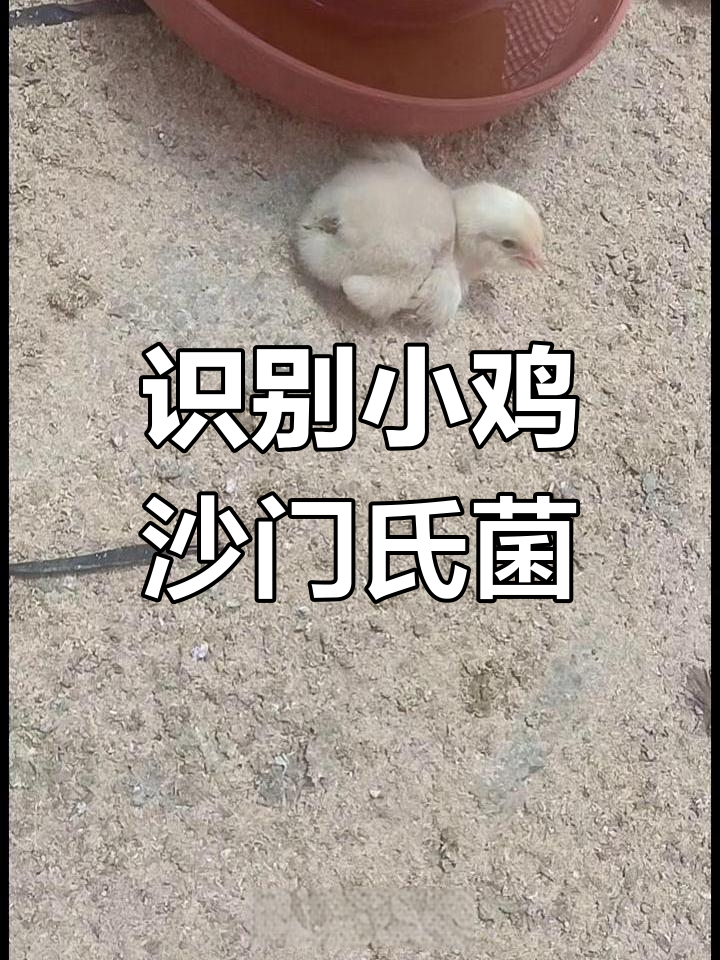 小鸡翅膀下垂?这些症状可能是沙门氏菌感染