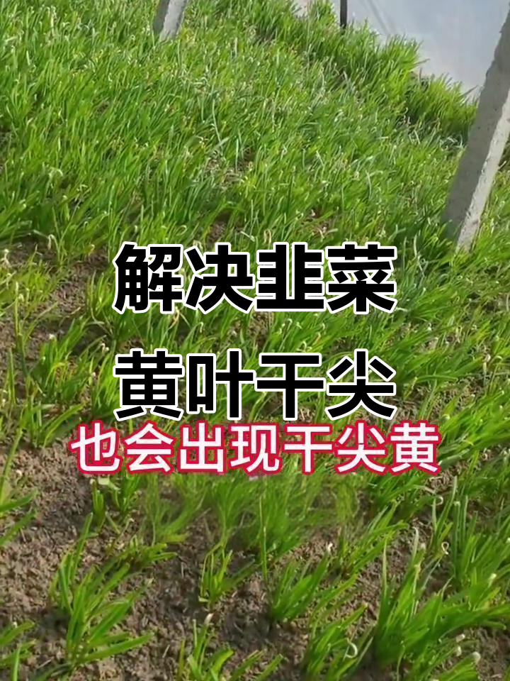 韭菜黄叶干尖的原因及防治方法，高温药害都能解决