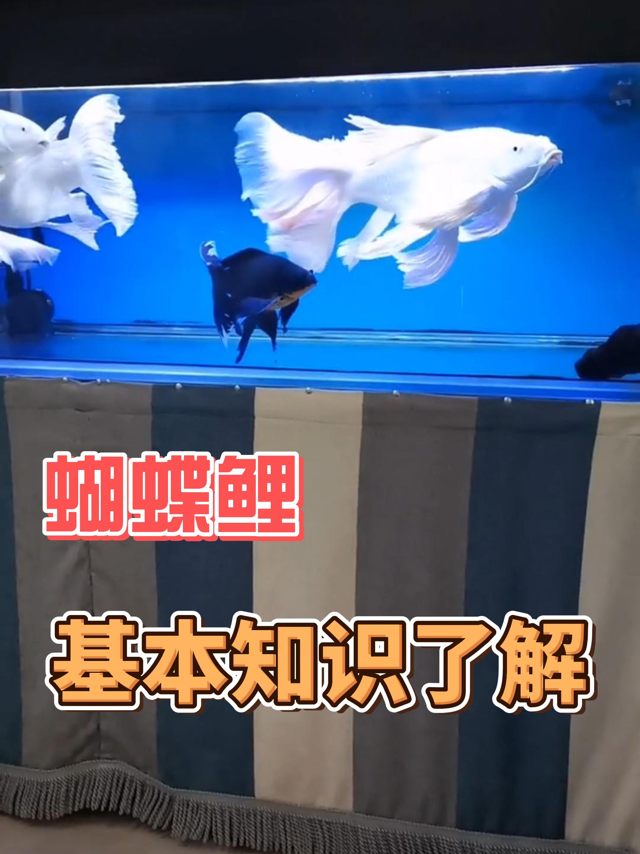 蝴蝶鲤基本知识了解