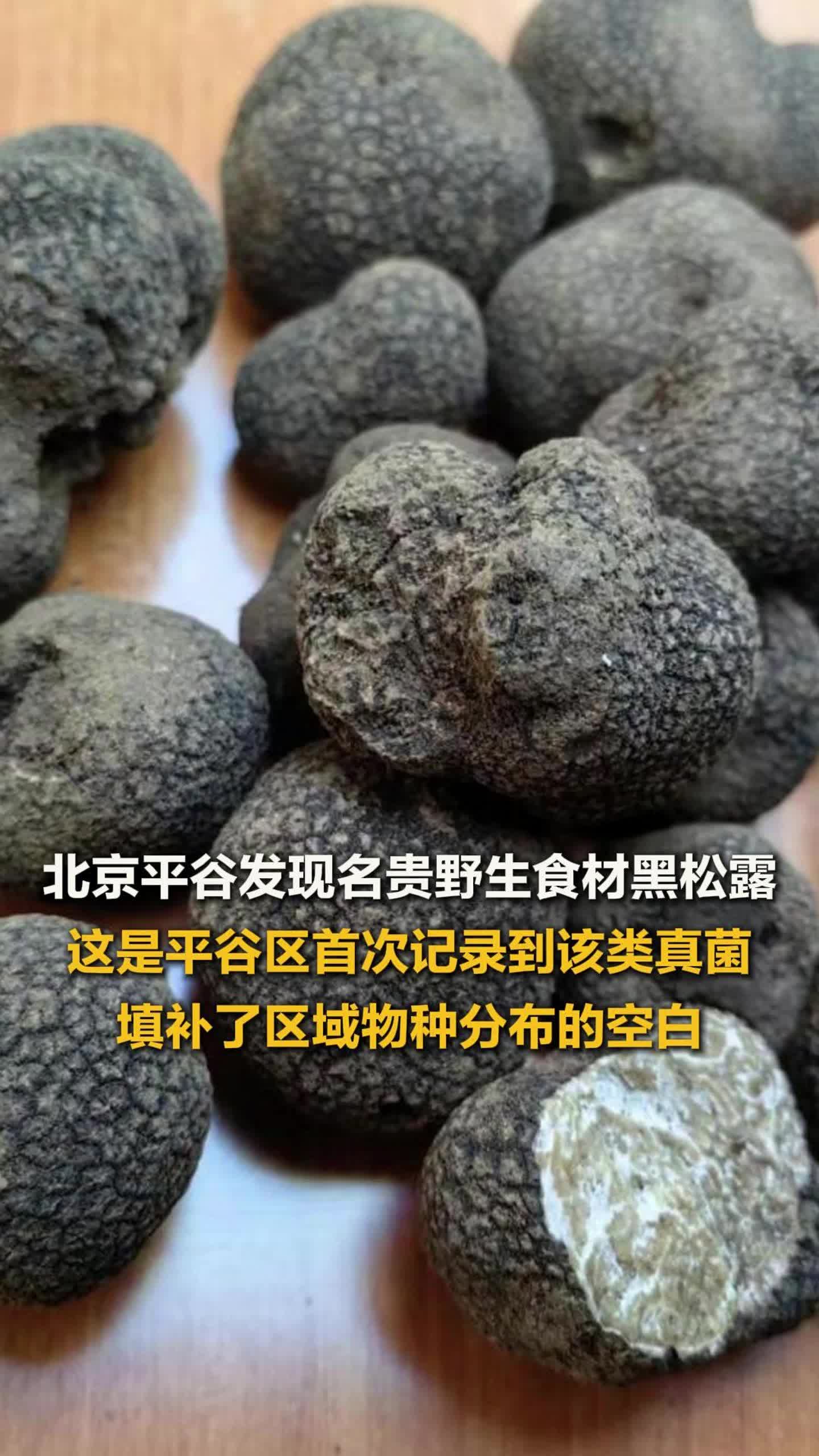 北京平谷发现名贵野生食材黑松露,这是平谷区首次记录到该类真菌