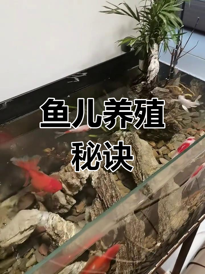 养鱼有讲究,单数阳双数阴,数量得当才能养得好