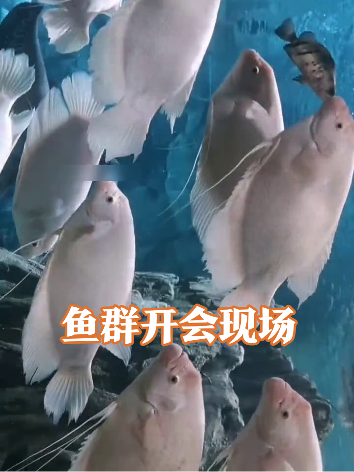 水族馆大型“鱼类派对”:白胖鱼扎堆,潜水员蹦迪太欢乐