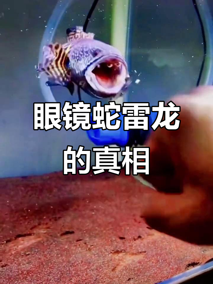 黄金眼镜蛇雷龙的真实面目,竟然是这样!