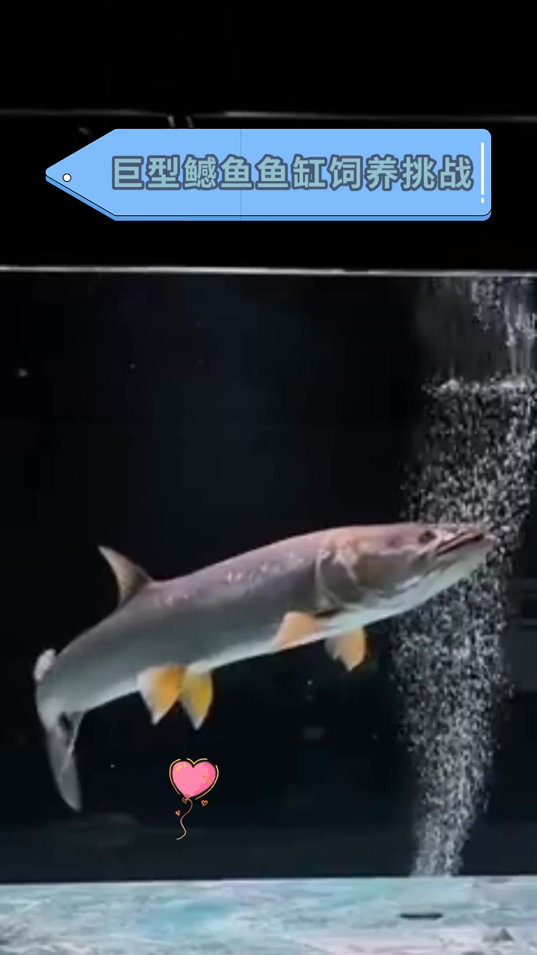 巨型鳡鱼鱼缸饲养挑战