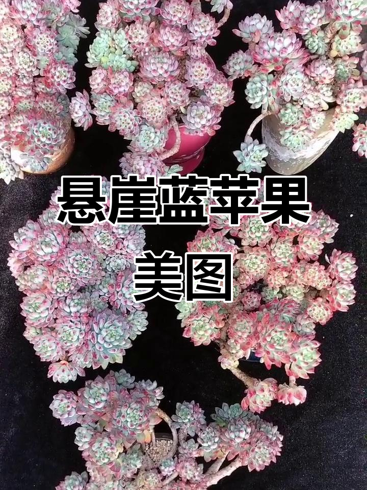 悬崖老桩蓝苹果,多肉植物中的美丽奇迹