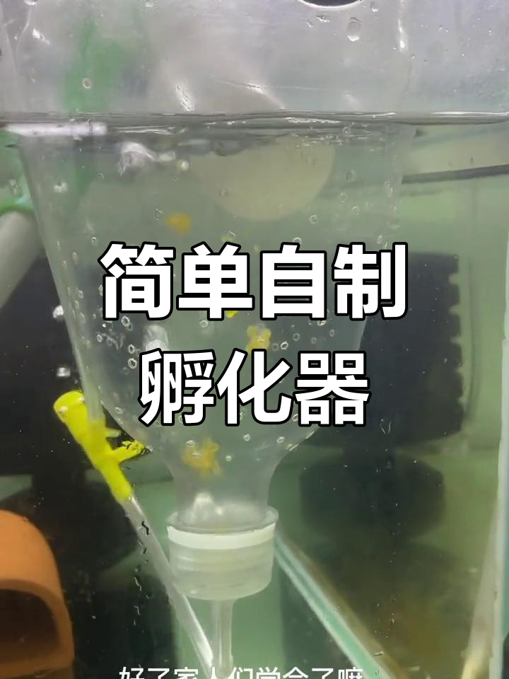 高密度养鱼创业,孵化器制作技巧