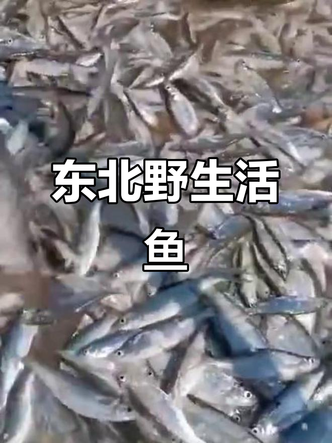 春江鱼探秘:东北野生鲜味大揭秘