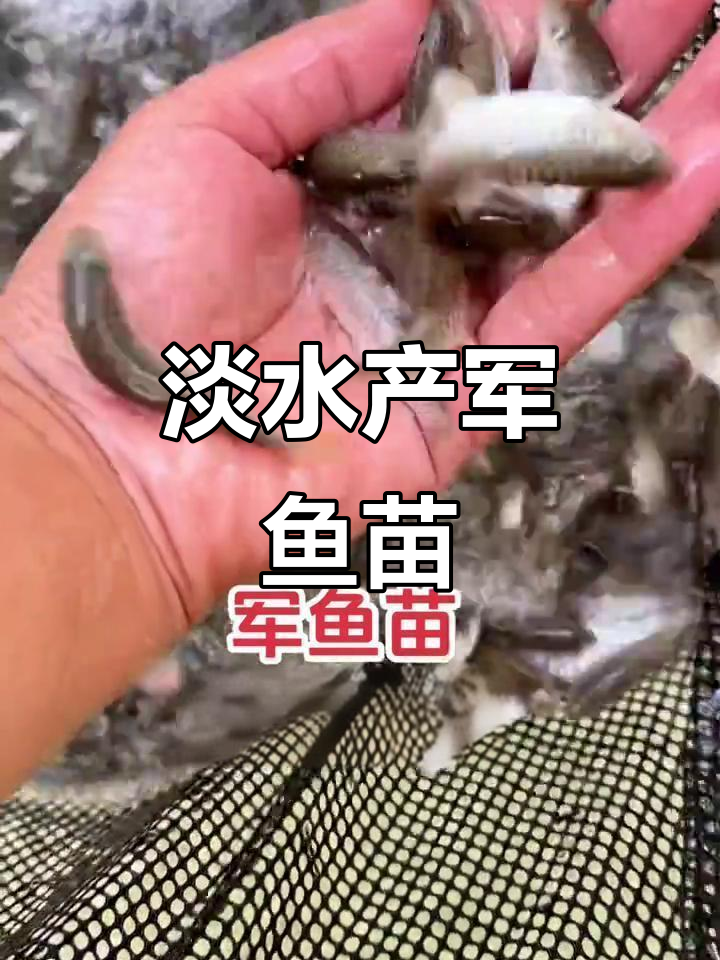 淡水军鱼苗养殖技术,130-150元/尾