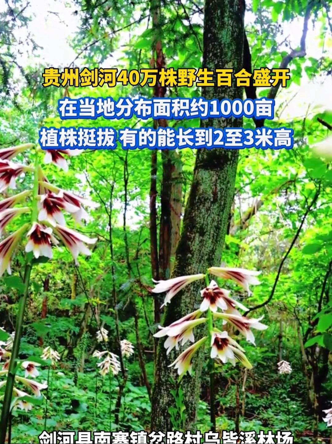 贵州剑河40万株野生百合盛开 在当地分布面积约1000亩,植株挺拔有的能长到2至3米高 鲜