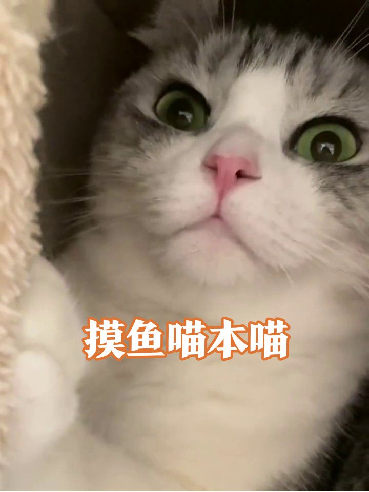 猫咪版摸鱼日常！这慵懒小表情像极了上班的你
