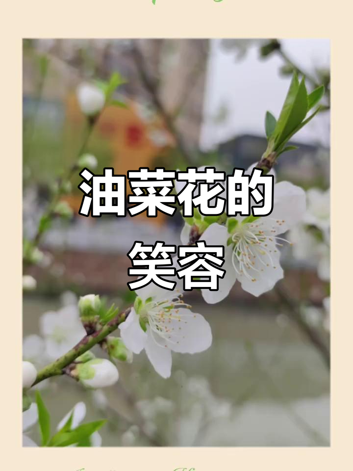 红色油菜花与你的微笑,温暖春天的美丽瞬间