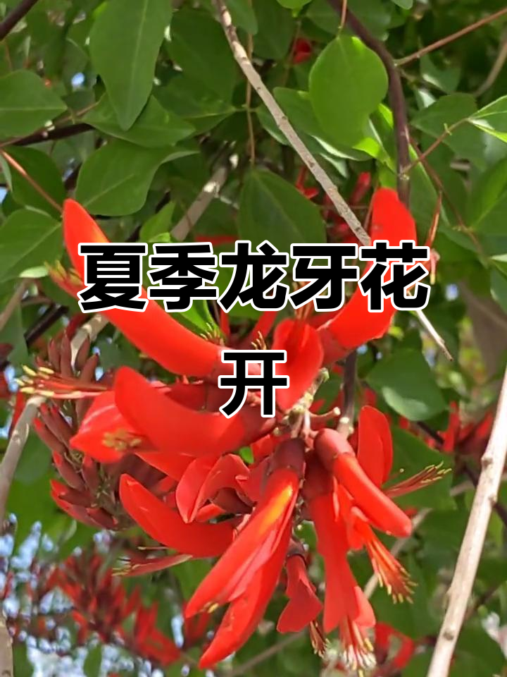 龙牙花:夏日里的象牙红,刺桐属的美丽绽放