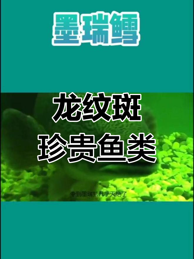 澳洲龙纹斑:最昂贵的淡水鱼之一