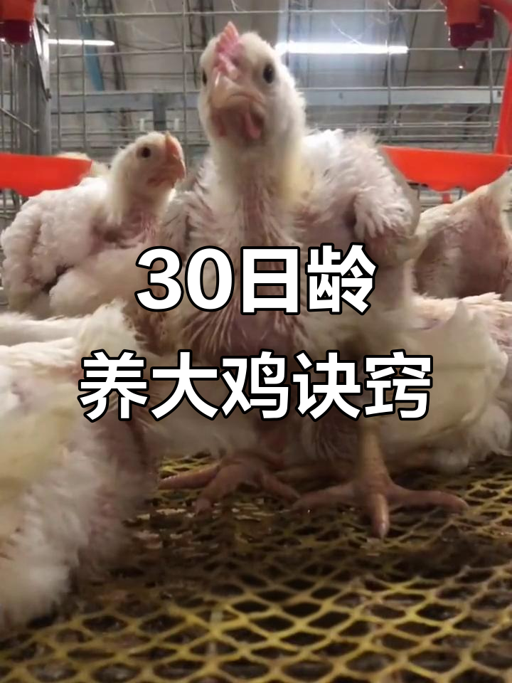 30日龄肉鸡收尾关键,降温、控量、调肠道全攻略