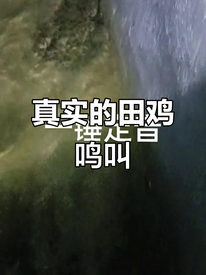 乡村原生态田鸡叫声,真实自然的声音体验