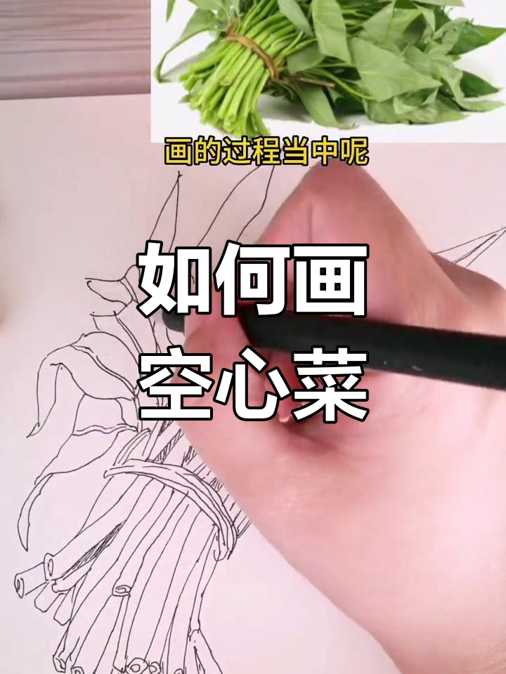 空心菜速写技巧解析