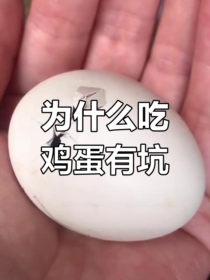 鸡蛋的气室与呼吸奥秘
