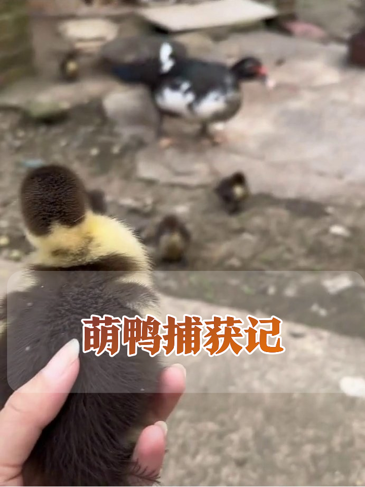 人类捕获毛绒鸭一只 鸭妈妈在线盯梢萌到心化
