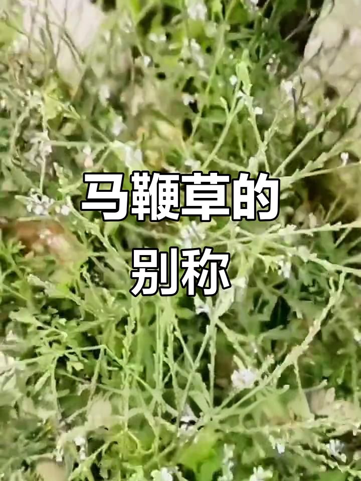 马鞭草,多种别名,功效多样