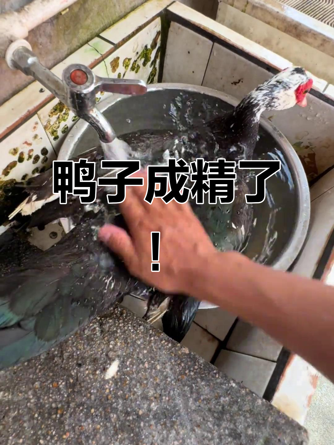 老母鸭洗澡变精神，尾巴摇得比电风扇还快