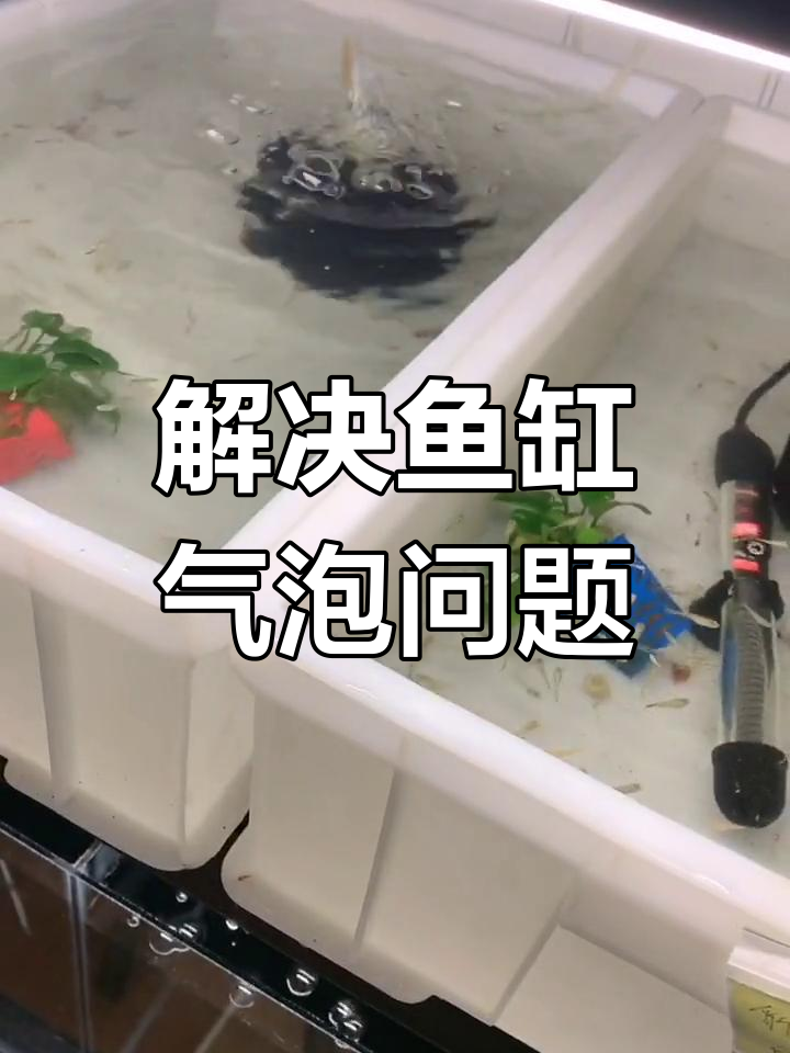 为什么蛇吐泡泡而舌头不冒泡?揭秘原因和解决方法