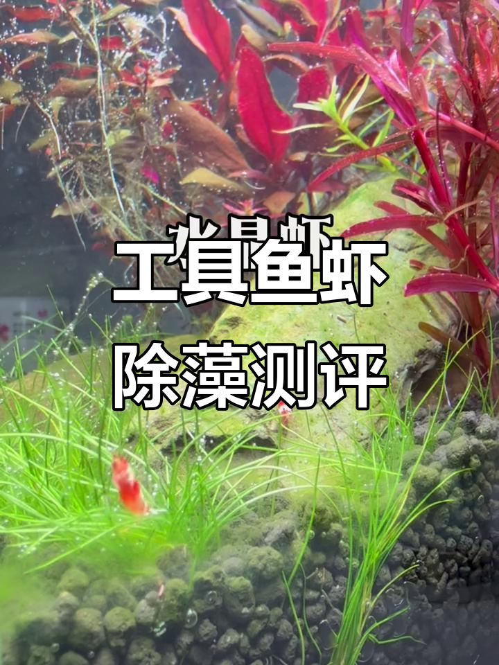 工具鱼虾螺除藻能力大比拼,谁才是最强选手?